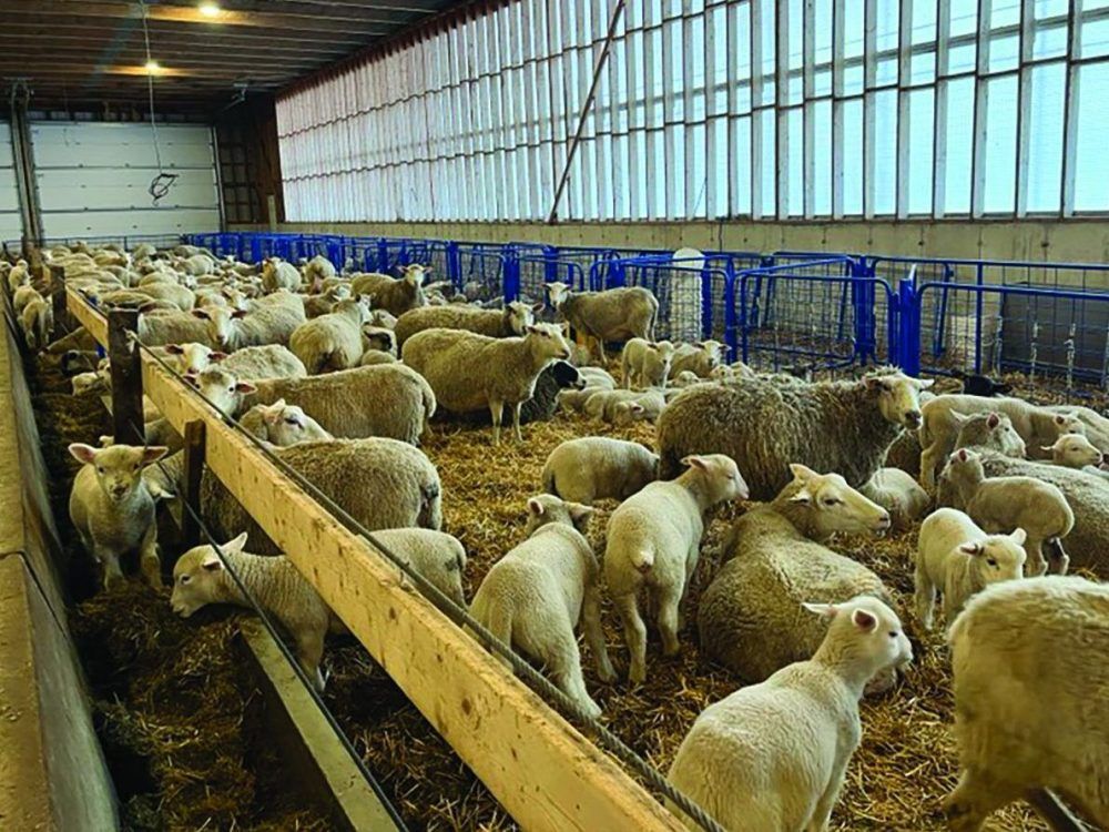 Halal sheep