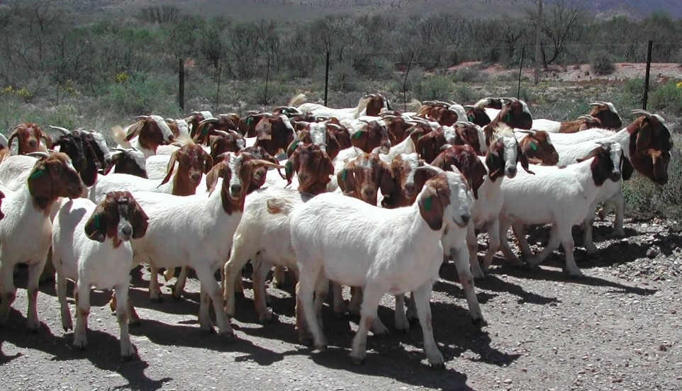 Halal goat